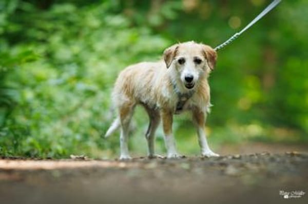 Gerettete Bea sucht ein Zuhause