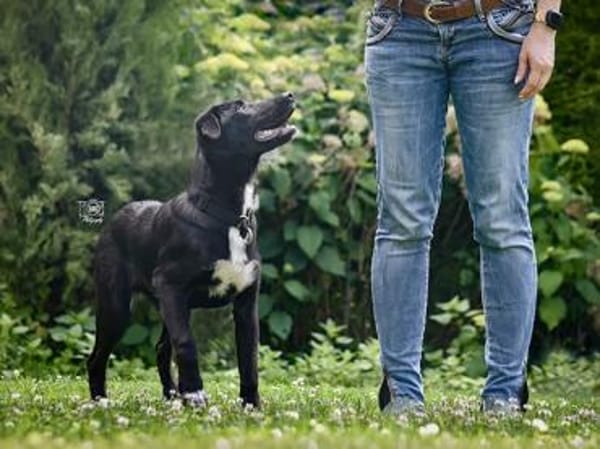 Gladio sucht Ihre Aufmerksamkeit