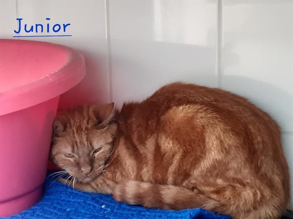 Junior