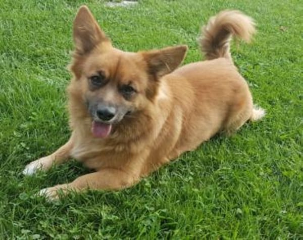 Benson sucht ein ruhiges Zuhause