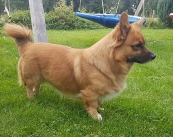 Benson sucht ein ruhiges Zuhause