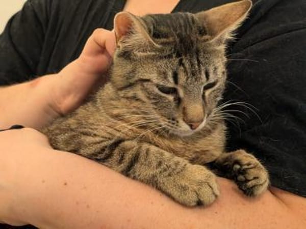 Unser zartes Katzenseelchen Findus
