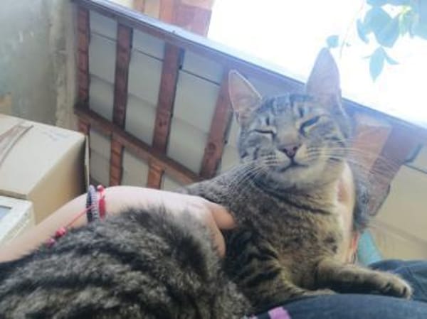 Unser zartes Katzenseelchen Findus