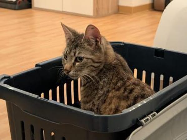 Unser zartes Katzenseelchen Findus
