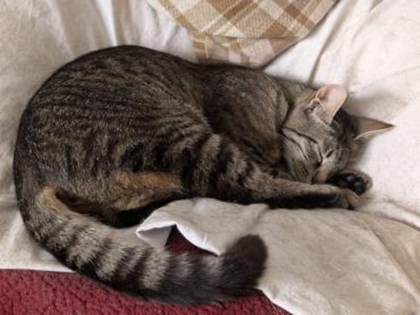Unser zartes Katzenseelchen Findus