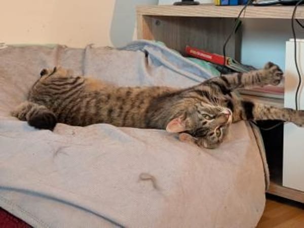 Unser zartes Katzenseelchen Findus