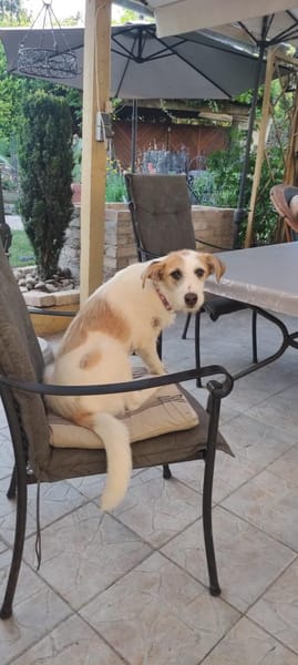Lissy sucht ein liebevolles Zuhause