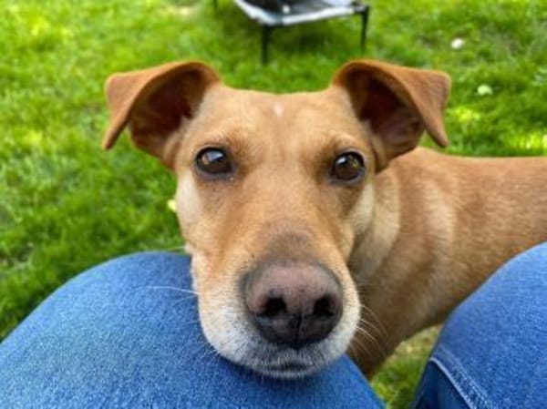 ❤ Sanfte Holly sucht ruhiges Zuhause