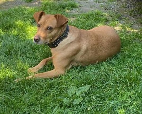 ❤ Sanfte Holly sucht ruhiges Zuhause