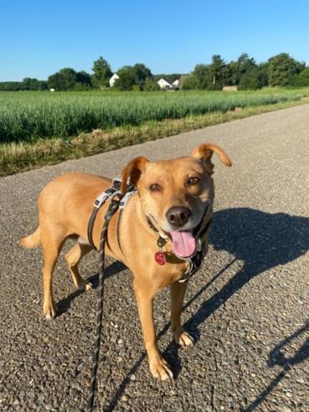 ❤ Sanfte Holly sucht ruhiges Zuhause