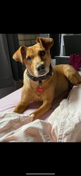 ❤ Sanfte Holly sucht ruhiges Zuhause