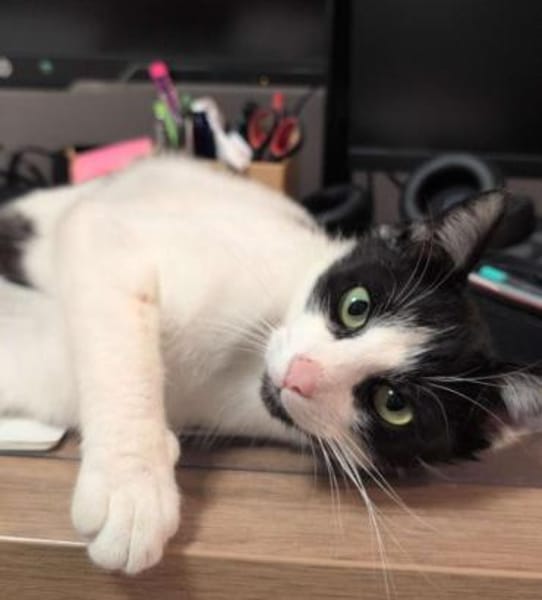 Unser Kuschelkater und Charmeur Felix