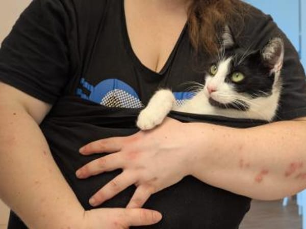Unser Kuschelkater und Charmeur Felix