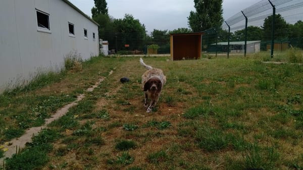 CESAR
