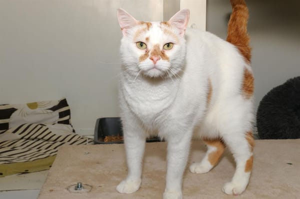 SIMBA A17089