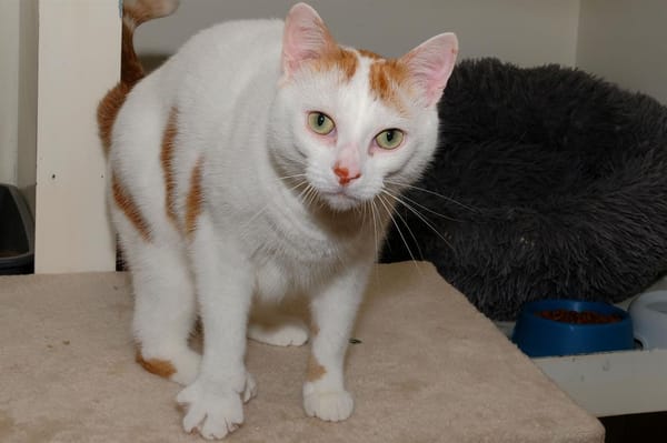 LEO A17088