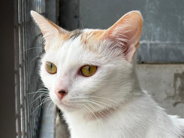 Assya