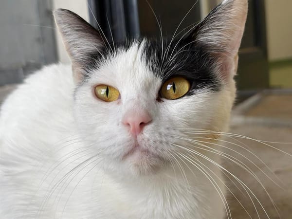 Perla