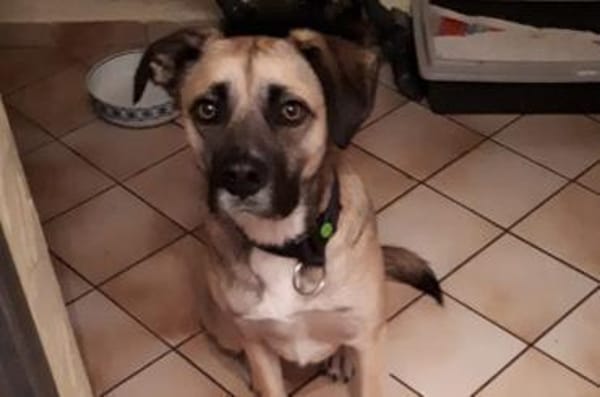 Eco- der perfekte Familienhund