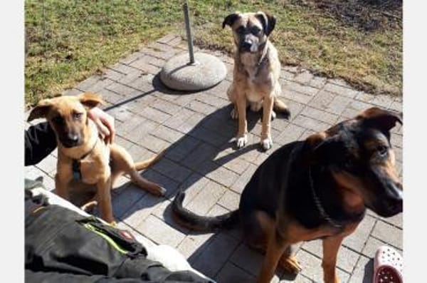 Eco- der perfekte Familienhund