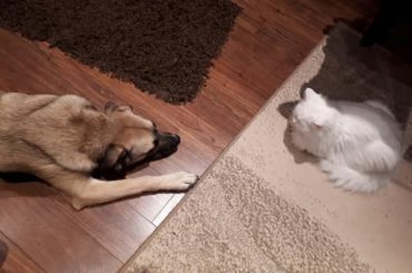 Eco- der perfekte Familienhund