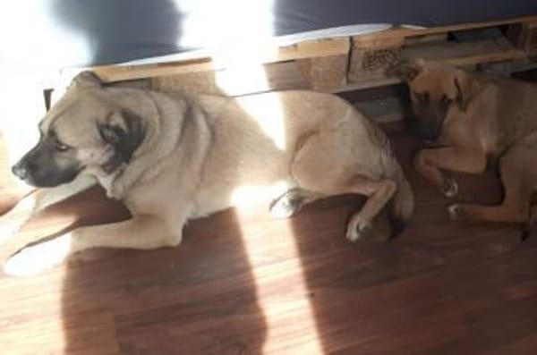 Eco- der perfekte Familienhund