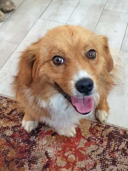 Kleiner Valentino sucht sein Glück.