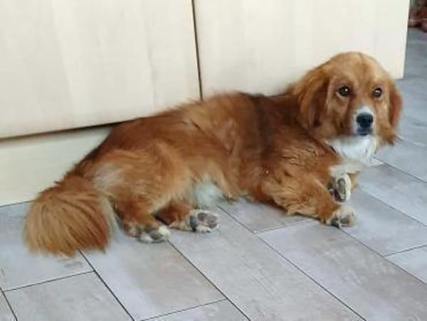 Kleiner Valentino sucht sein Glück.