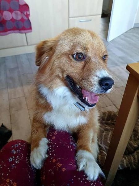 Kleiner Valentino sucht sein Glück.