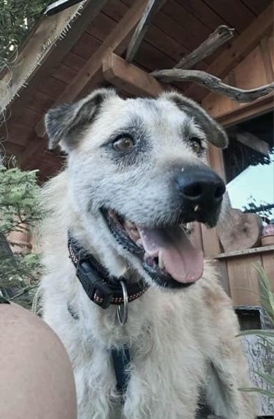Seelenhund Cassey sucht ruhiges Zuhause.