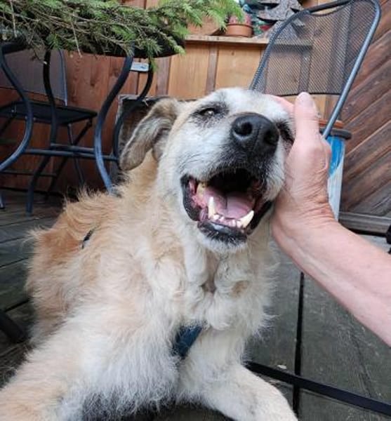 Seelenhund Cassey sucht ruhiges Zuhause.