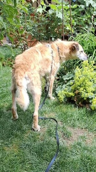 Seelenhund Cassey sucht ruhiges Zuhause.