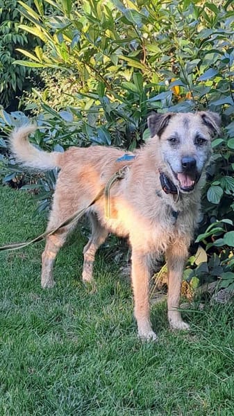 Seelenhund Cassey sucht ruhiges Zuhause.