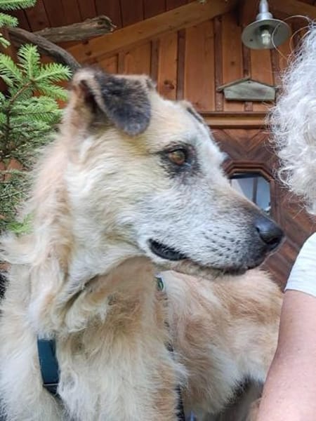 Seelenhund Cassey sucht ruhiges Zuhause.