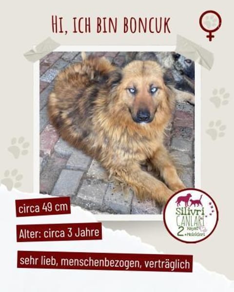 Boncuk sucht ein zu Hause