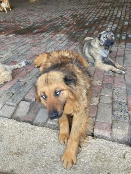 Boncuk sucht ein zu Hause
