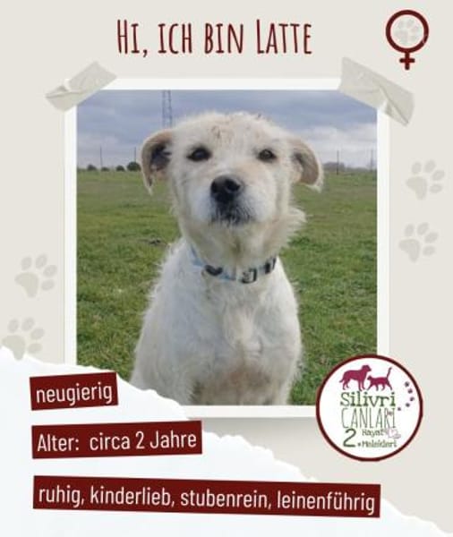 Latte sucht noch immer ein zu Hause