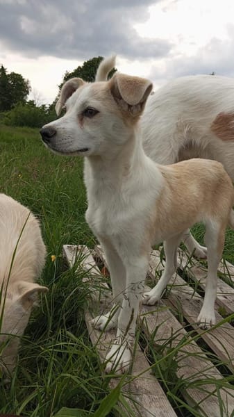 Zauberhafte Elsa