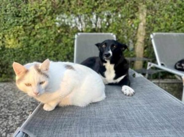 ENYA Wer verliebt sich?