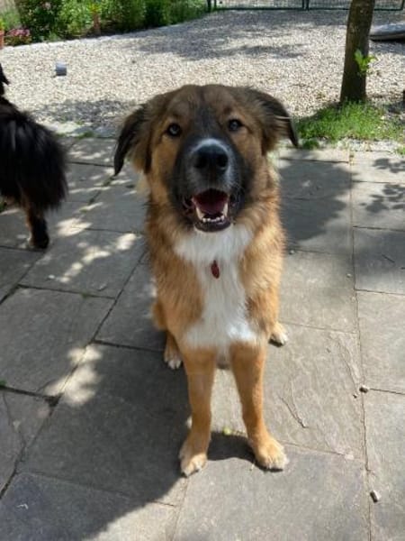 🐾💙Eddie sucht aktive Menschen💙