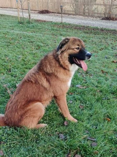 🐾💙Eddie sucht aktive Menschen💙