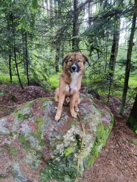 🐾💙Eddie sucht aktive Menschen💙