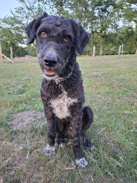 Freundlicher Momo sucht seine Familie