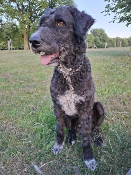Freundlicher Momo sucht seine Familie