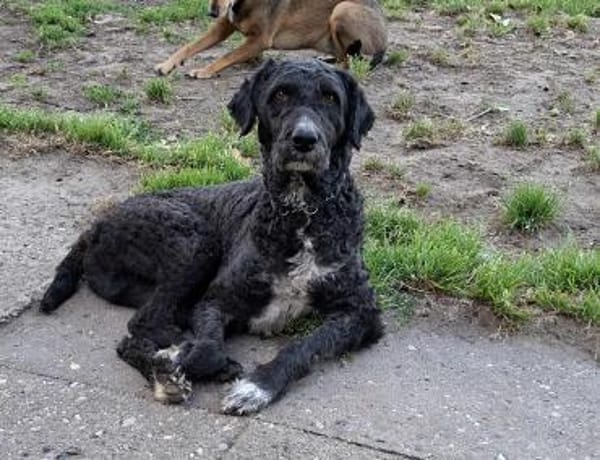 Freundlicher Momo sucht seine Familie