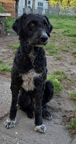 Freundlicher Momo sucht seine Familie