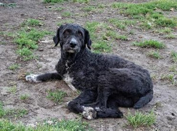 Freundlicher Momo sucht seine Familie
