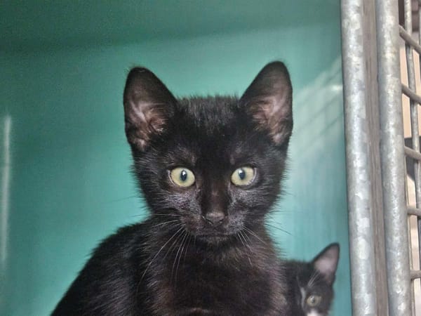 Dahlia (en cours d'adoption)