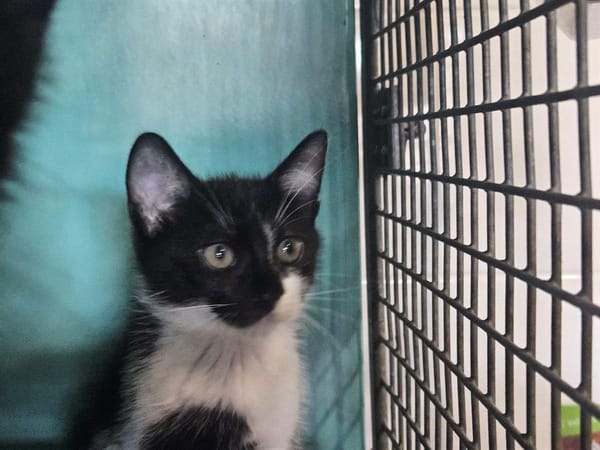 Jacky (en cours d'adoption)