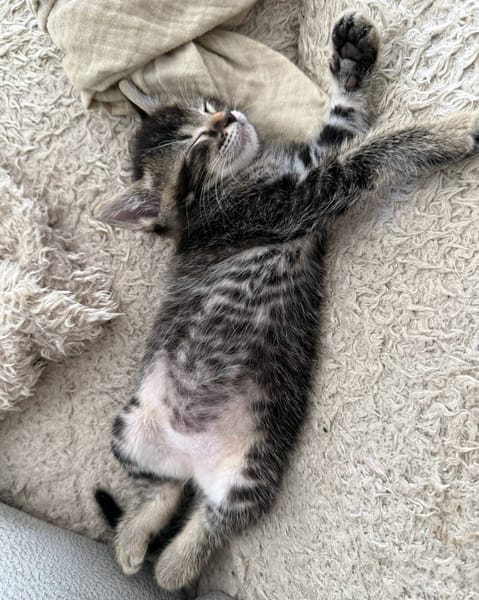 MACHOUPETTE